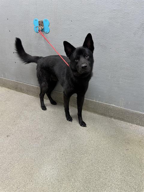 adoptable Dog in Las Vegas, NV named SHADOW