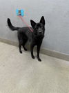 adoptable Dog in , NV named SHADOW