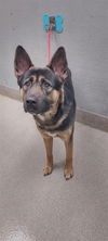 adoptable Dog in , NV named *MANNY