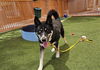 adoptable Dog in Las Vegas, NV named *SAUCEY