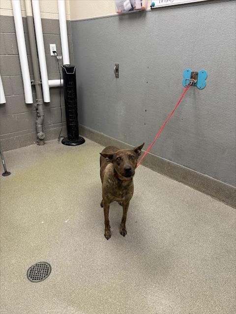 adoptable Dog in Las Vegas, NV named TOXICA