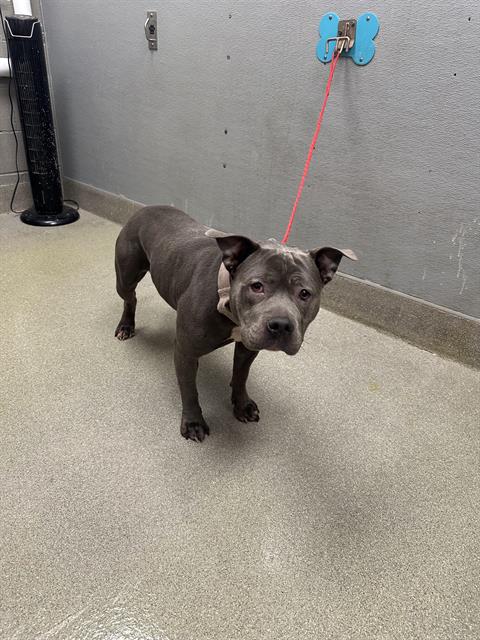 adoptable Dog in Las Vegas, NV named *CARMEN