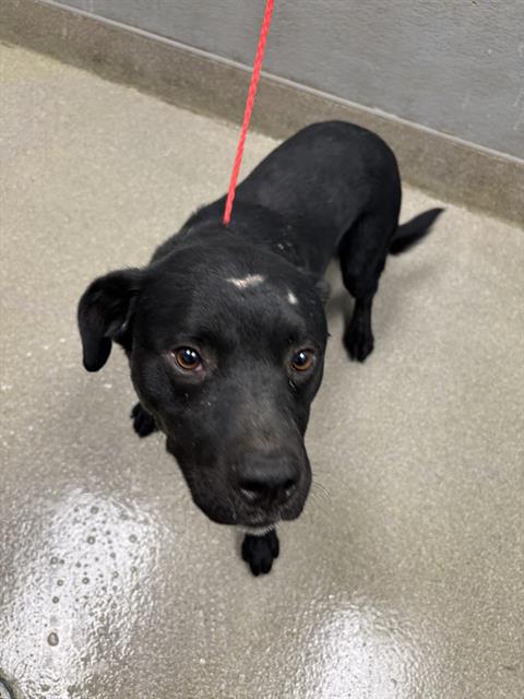 adoptable Dog in Las Vegas, NV named COUSCOUS