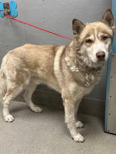 adoptable Dog in Las Vegas, NV named JONATHAN