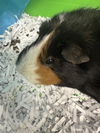 adoptable Guinea Pig in  named MAGGIE