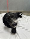 adoptable Dog in  named *NANI