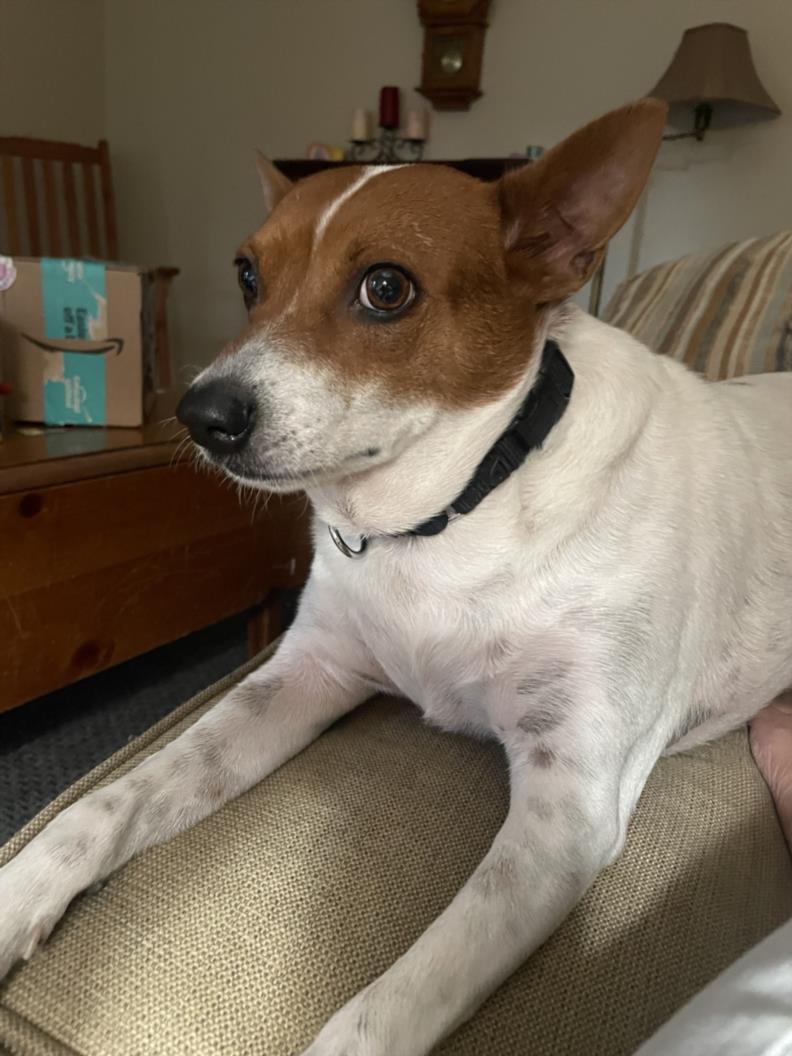 adoptable Dog in Las Vegas, NV named NOAH