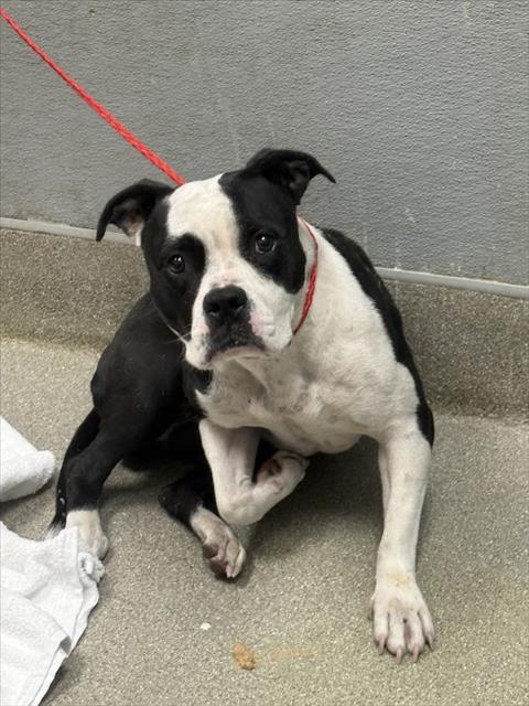 adoptable Dog in Las Vegas, NV named *BLOSSOM