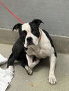 adoptable Dog in  named *BLOSSOM