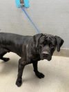 adoptable Dog in  named *JURASSIC
