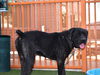 adoptable Dog in Las Vegas, NV named *JURASSIC