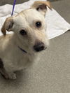 adoptable Dog in  named *GERBER