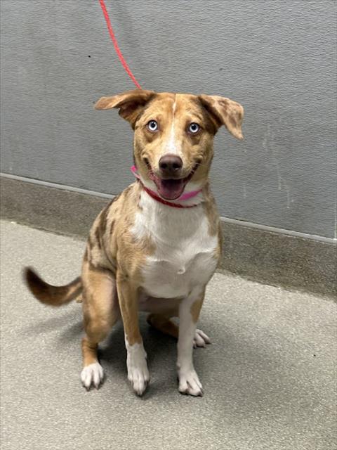 adoptable Dog in Las Vegas, NV named *ANNIE