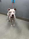 adoptable Dog in  named SKARLET