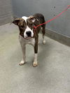adoptable Dog in  named SKRAP