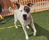 adoptable Dog in  named *BLUFF