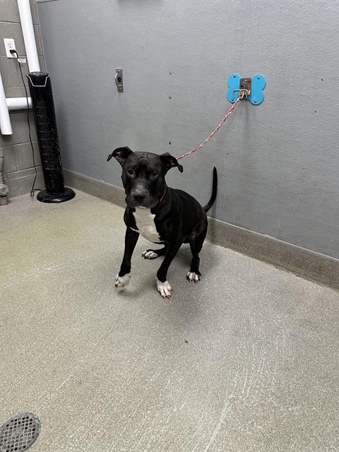adoptable Dog in Las Vegas, NV named *SHADOW