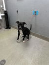 adoptable Dog in  named *SHADOW