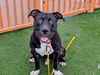 adoptable Dog in Las Vegas, NV named *SHADOW