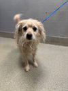 adoptable Dog in  named *PEPE