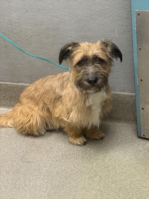 adoptable Dog in Las Vegas, NV named *HUBBLE