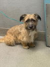 adoptable Dog in  named *HUBBLE