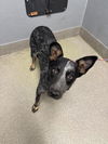 adoptable Dog in  named FIONA