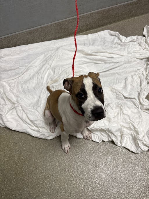 adoptable Dog in Las Vegas, NV named *LENNON