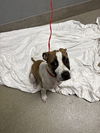 adoptable Dog in  named *LENNON