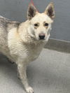 adoptable Dog in  named *CREAMPUFF