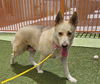 adoptable Dog in  named *CREAMPUFF