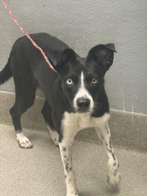 adoptable Dog in Las Vegas, NV named AMIRI