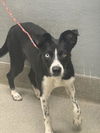 adoptable Dog in  named AMIRI