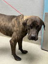adoptable Dog in  named *DOUG