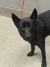 adoptable Dog in  named *EVANGELINE