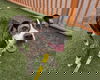 adoptable Dog in  named CHUBBS