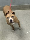 adoptable Dog in  named *DWARF