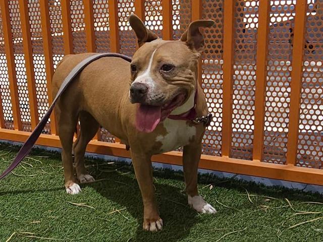 adoptable Dog in Las Vegas, NV named *DWARF
