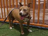 adoptable Dog in  named *DWARF