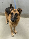adoptable Dog in  named AJ