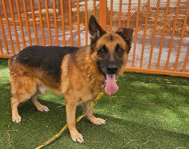 adoptable Dog in Las Vegas, NV named AJ