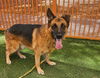 adoptable Dog in  named AJ