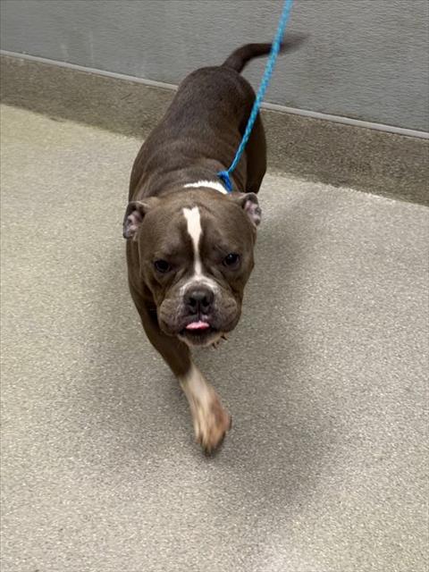 adoptable Dog in Las Vegas, NV named *MUCHACHO