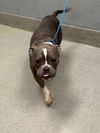 adoptable Dog in  named *MUCHACHO