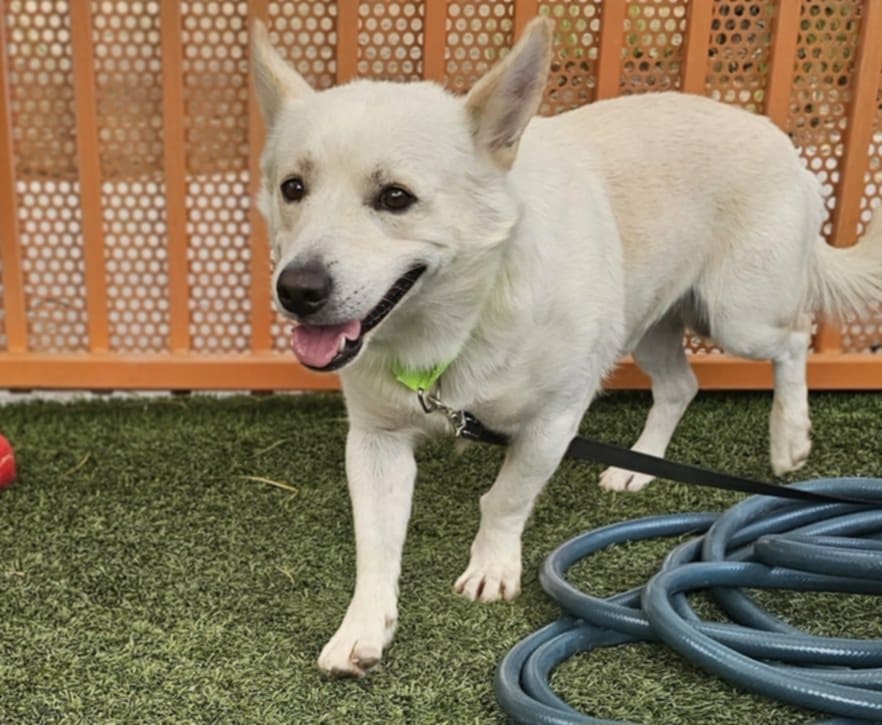 adoptable Dog in Las Vegas, NV named *JUDE
