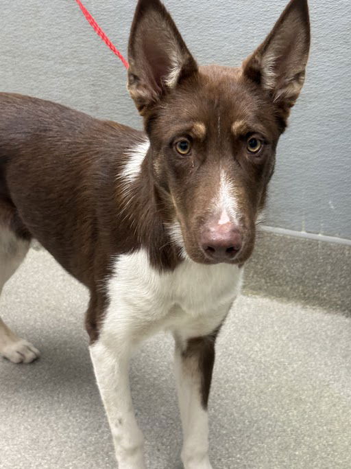 adoptable Dog in Las Vegas, NV named *SHIRLEY