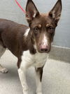 adoptable Dog in  named *SHIRLEY
