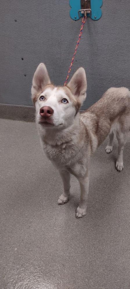 adoptable Dog in Las Vegas, NV named *SAPHIRA