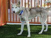 adoptable Dog in Las Vegas, NV named *SAPHIRA