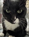 adoptable Cat in Las Vegas, NV named MAMA KITTY